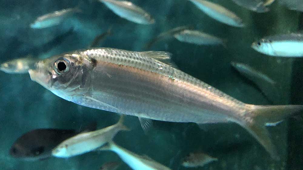 অন্যদিকে, ওই ওজনের একটি স্ত্রী ঘোলের দাম অনেকটাই কম হয়। এক থেকে দু’লাখ টাকার মধ্যে ঘোরাফেরা করে।