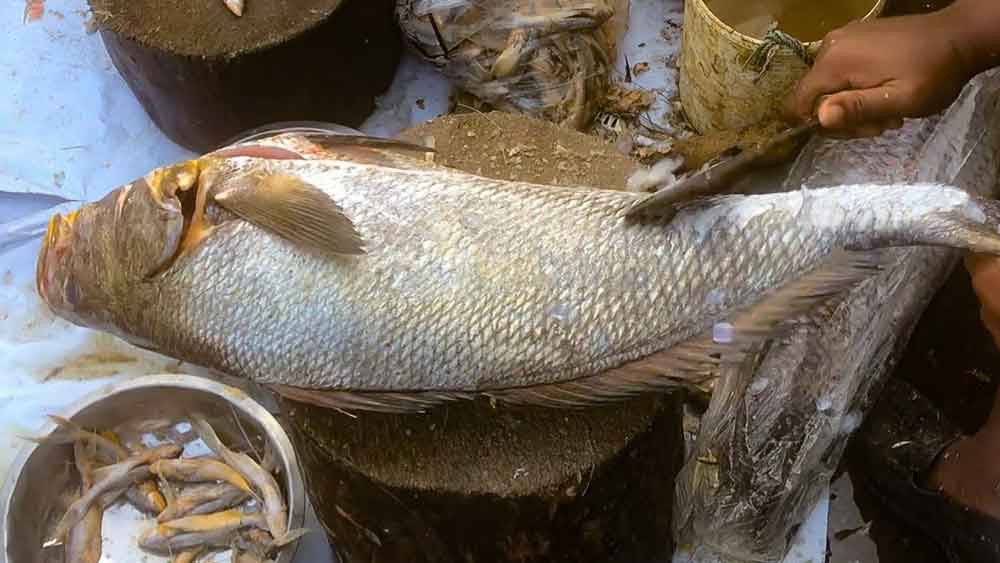 দেহের ভিতরের অঙ্গ-প্রত্যঙ্গের আকার এবং কতটা পুরু তার উপরও নির্ভর করে দাম।