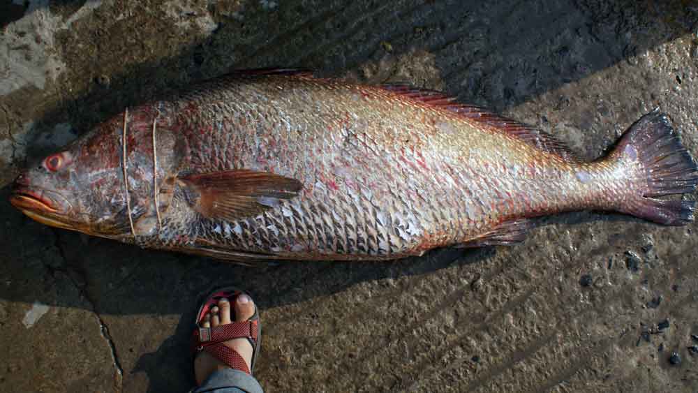 সম্প্রতি মহারাষ্ট্রের পালঘরের ওই মৎস্যজীবীরা ১৫৭টি ঘোল মাছ পেয়েছেন। যা বিক্রি হয়েছে ১ কোটি ৩৩ লক্ষ টাকায়।
