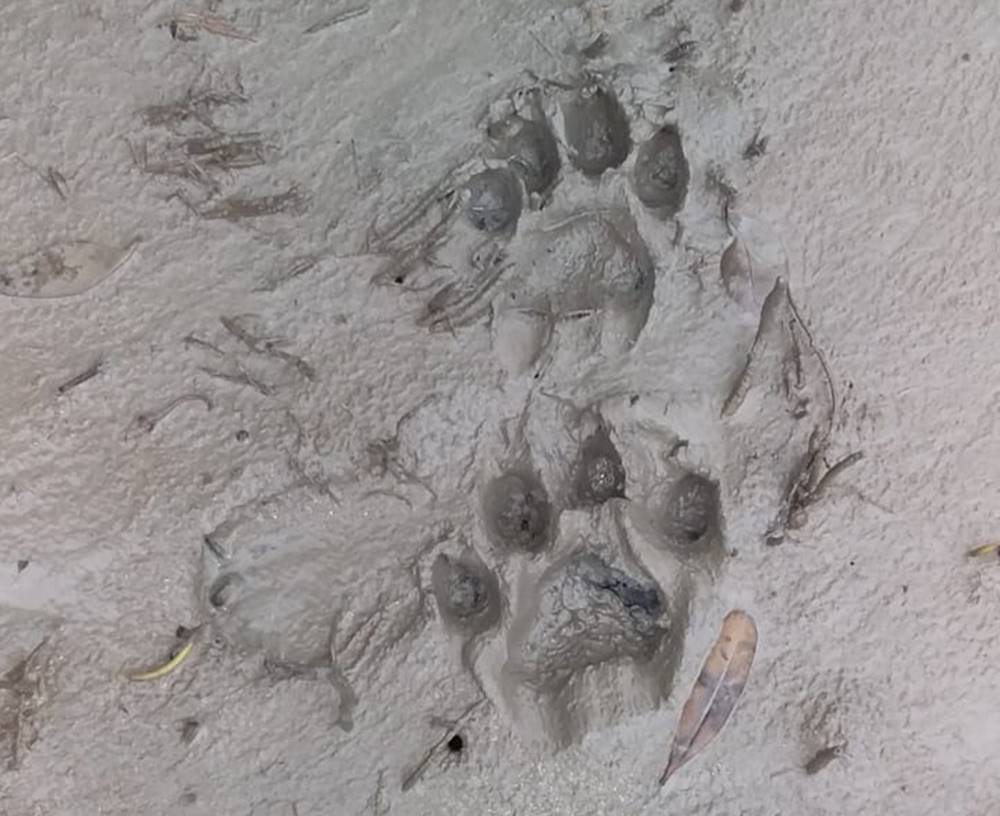 বাঘের থাবা।