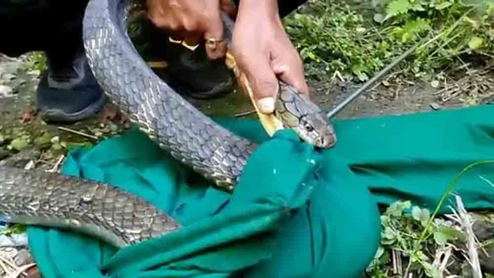 শঙ্খচূড় ধরতে গিয়ে  বিপত্তি, বড়সড় বিপদ  থেকে রেহাই সর্পপ্রেমীর