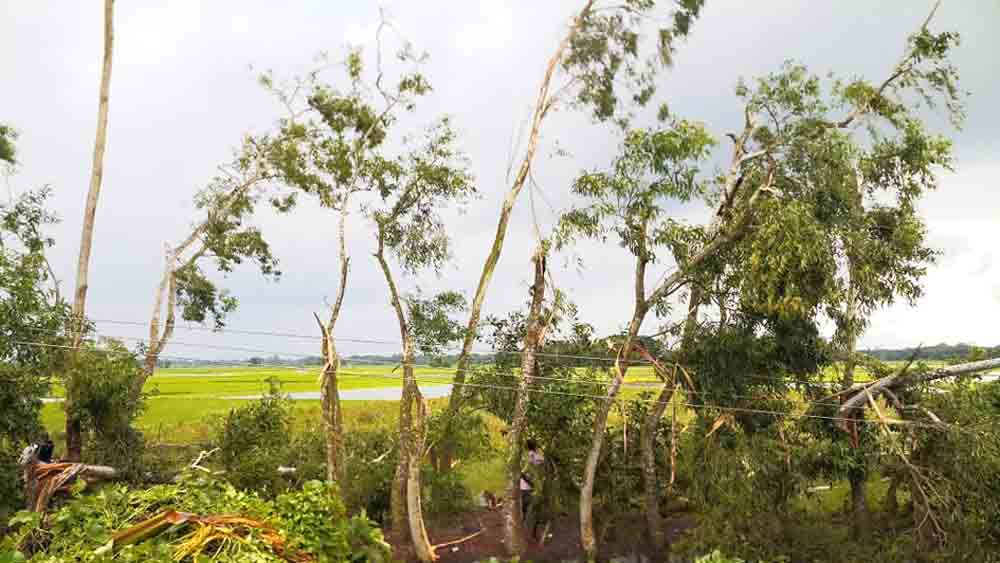 ঝড়ে ভেঙে গিয়েছে একাধিক গাছ । 