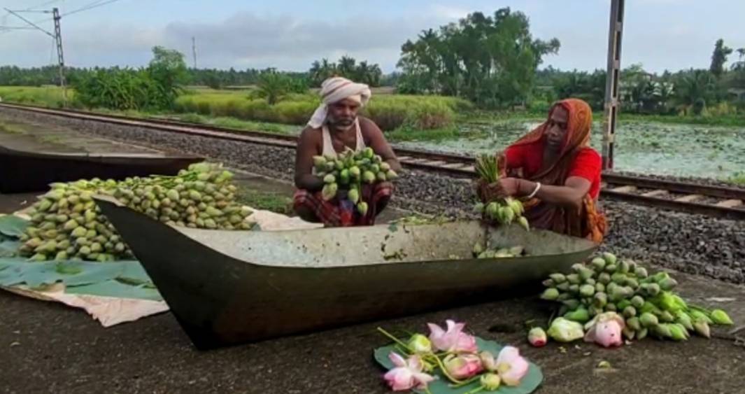 পুজোয় পদ্মের দাম বাড়তে পারে বলে আশঙ্কা।