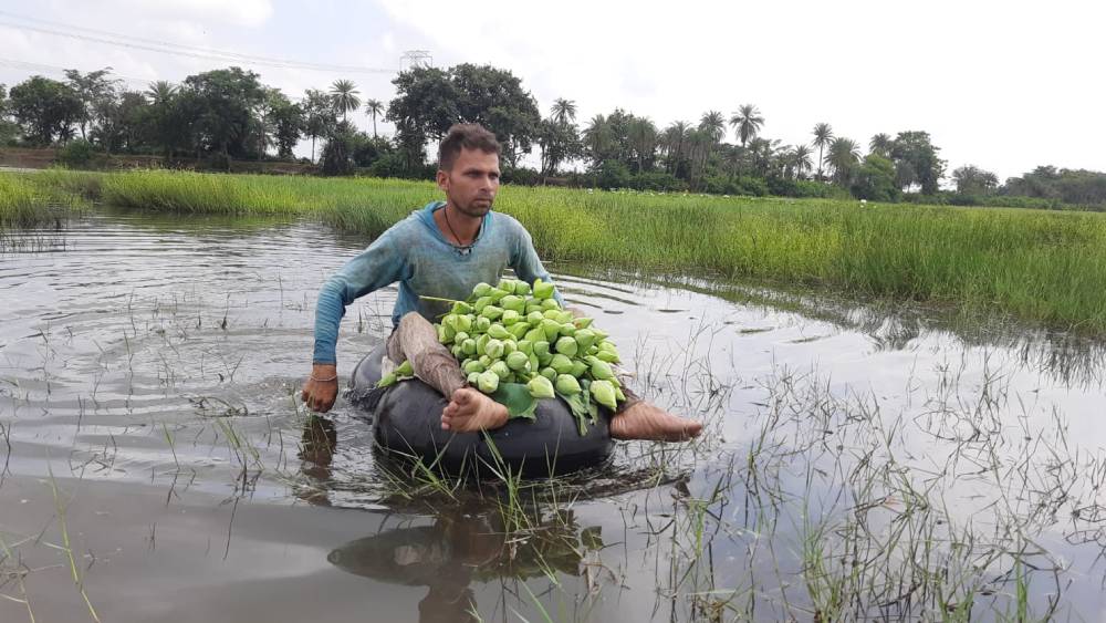 সিমলাপাল এবং খাতড়ায় সারা বছরই পদ্মচাষ হয়।  