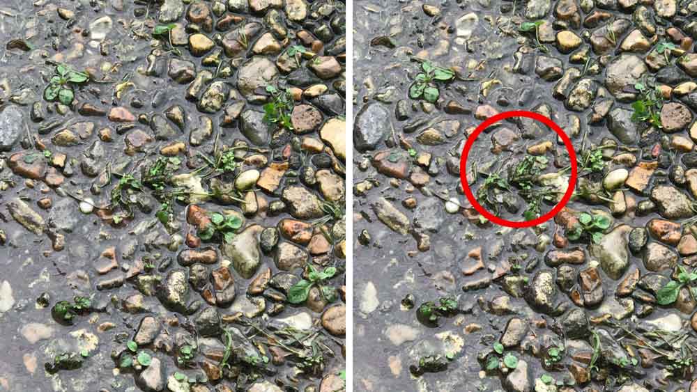 ছবিতে চিহ্নিত সেই ব্যাঙ।