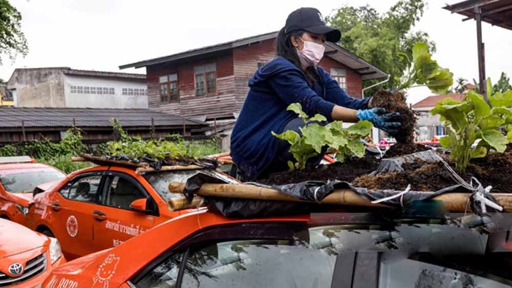 চারপাশ মাটি দিয়ে ঘিরে ফেলে তাতে গাছ লাগালে ট্যাক্সির কোনও ক্ষতি কি হবে না? থাপাকর্ন জানালেন, এমনিতেও দীর্ঘদিন ধরে পড়ে থাকার জন্য ট্যাক্সিগুলির অনেক অংশই ক্ষতিগ্রস্ত। কোনও কোনও ট্যাক্সির ইঞ্জিন খারাপ হয়ে গিয়েছে। কারও কোনও অংশ খুলে চলে আসছে। তাই নতুন করে আর কোনও ক্ষতির কথা তাঁরা ভাবছেন না।