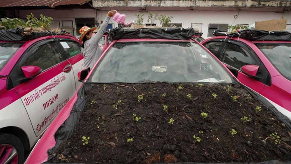 তাইল্যান্ডের এই ছবি একেবারেই অচেনা। পর্যটন-নির্ভর তাইল্যান্ডের রাস্তায় এক সময় ট্যাক্সির রেষারেষি হত। বিশ্বের বিভিন্ন প্রান্ত থেকে আসা পর্যটকদের ট্যাক্সিতে চাপিয়ে সারা জায়গা ঘুরে দেখাতেন চালকেরা। অতিমারির প্রকোপে সে সব আজও বন্ধ। কেউ উপার্জনের বিকল্প সন্ধানে অন্য রাস্তায় হাঁটা দিয়েছেন, তো কেউ একেবারেই বেরোজগার হয়ে এই পরিস্থিতি কাটার অপেক্ষা করছেন।