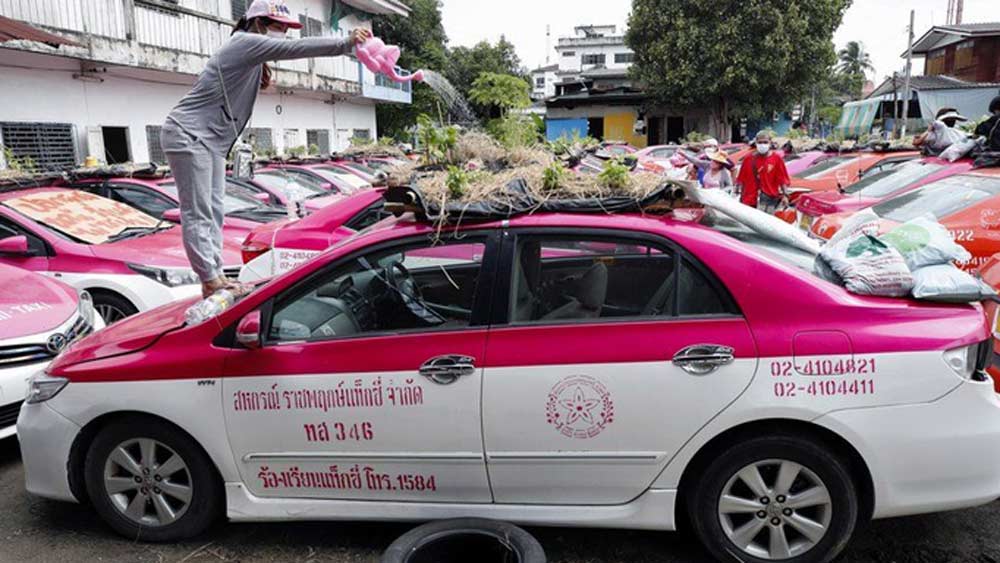 তাইল্যান্ডের রাতচাফ্রুয়েক ট্যাক্সি কোঅপরেটিভ বসে থাকা গাড়িগুলির চালে ও চারপাশে আস্ত সব্জি বাগানই বানিয়ে ফেলেছে। সেখানে সব্জি ফলিয়ে যেমন দু’বেলা কাজ হারানো চালকদের পেট ভরাতে সাহায্য করছে তেমন সব্জি বেচে উপার্জনের পথও বার করে দিয়েছে এই সংস্থা।