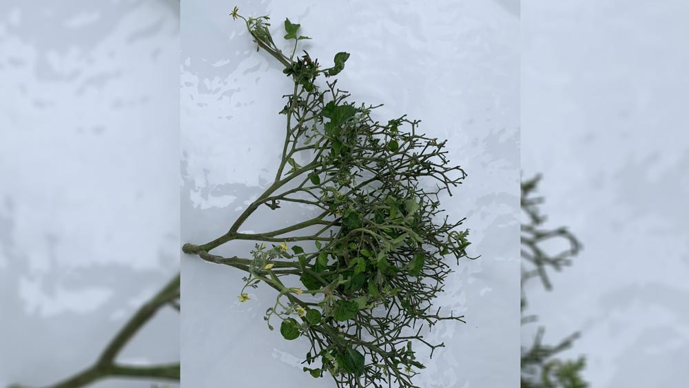 এই প্রথম চাষাবাদে রেকর্ড করলেন না তিনি, এর আগে ব্রিটেনের সবচেয়ে বড় টোম্যাটো গাছ বানানোর রেকর্ডও রয়েছে তাঁর ঝুলিতে।