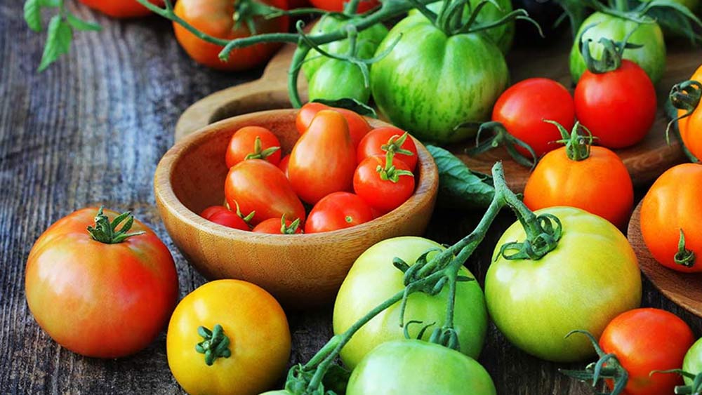 ওই একটি ডালে ৮৩৯টি টোম্যাটো ফলেছিল। যা দেখে তাজ্জব হয়ে যান স্থানীয়েরা! স্মিথের আগে টোম্যাটো ফলানোর রেকর্ড ছিল গ্রাহাম ট্যান্টার নামে এক ব্যক্তির।