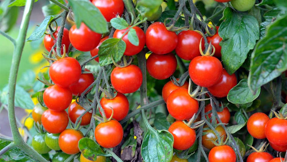 ৪৩ বছরের ওই ব্যক্তির নাম ডগলাস স্মিথ। তিনি একটি তথ্যপ্রযুক্তি সংস্থার অধিকর্তা। চাষাবাদ ভাললাগার জায়গা। সেই ভাললাগা থেকেই গিনেস রেকর্ডের চ্যালেঞ্জ নিয়েছিলেন তিনি।