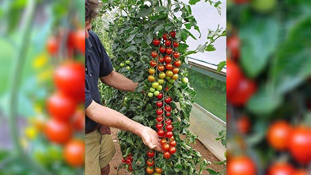 টোম্যাটোগুলি আকারে ছোট। এর পোশাকি নাম চেরি টোম্যাটো। ব্রিটেনের এক ব্যক্তি এই কৃতিত্বের অধিকারী। যোগ্য সম্মানও তিনি পেয়েছেন। গিনেস বইয়ে নাম উঠেছে তাঁর।