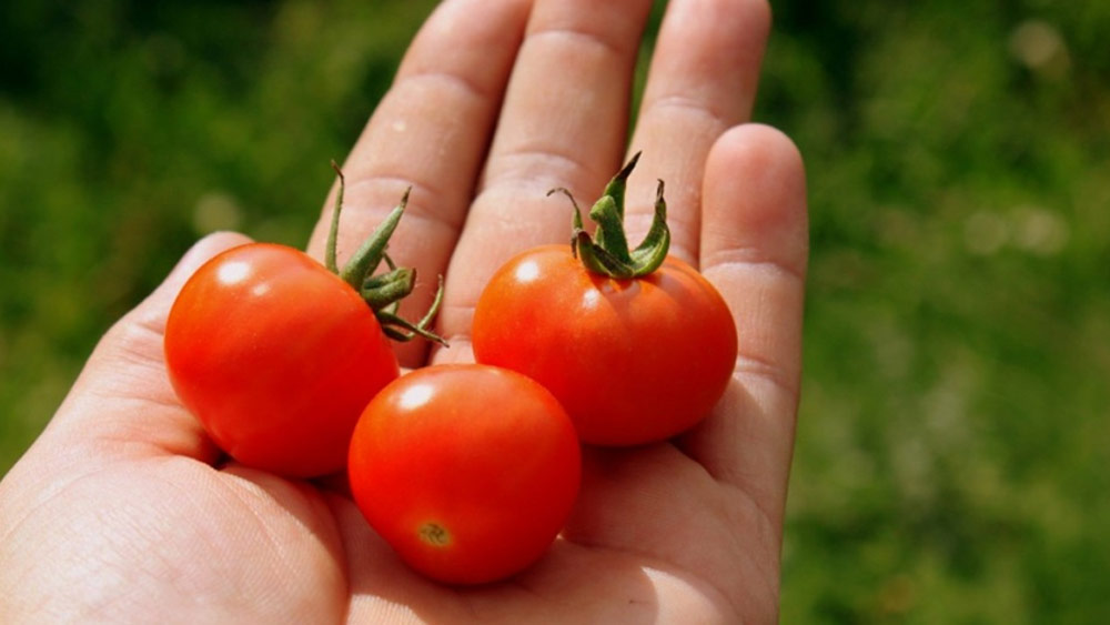 বীজ থেকে টোম্যাটো গাছের চারা বানান প্রথমে। পরে সেই চারাগাছের যত্ন নিয়েই সাফল্য অর্জন করেন তিনি। তাঁর সাফল্যের রাস্তায় পৌঁছনোর কথা পড়তে যতটা সহজ মনে হচ্ছে, বাস্তবে তা ছিল না।