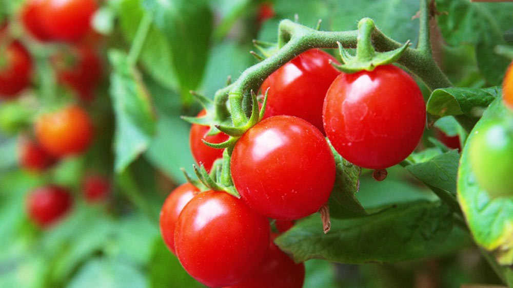 মূলত ছুটির দিনেই গাছের দেখভাল করার সময় পেতেন তিনি। প্রতি সপ্তাহে ওই ছুটির দিনে তিন থেকে চার ঘণ্টা বাঁধা থাকত গাছের জন্য।