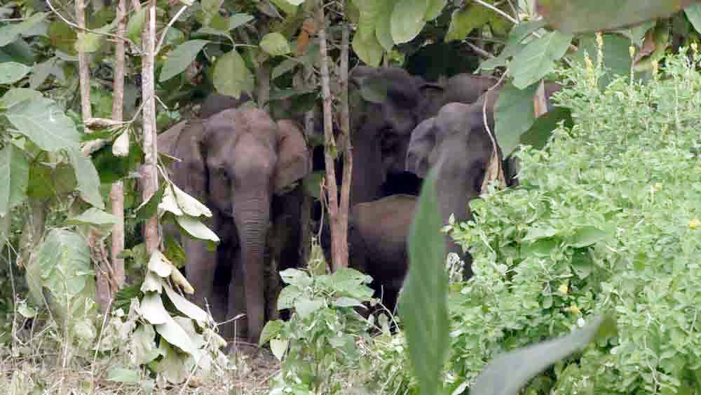 Forest department workers save themselves from elephant attack by shooting in the air in Dooars dgtld
