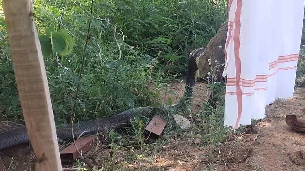 ঝোপ থেকে বেরিয়ে এসেছে শঙ্খচূড়। ছবি সৌজন্য টুইটার।
