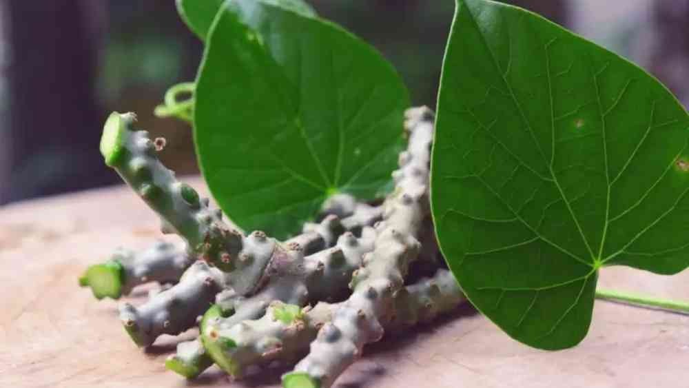 আয়ুর্বেদের মতে ইউরিক অ্যাসিড কমানোর ক্ষেত্রে গুলঞ্চর চেয়ে ভাল ওষুধ আর নেই।