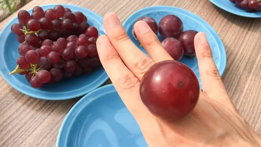 এত দামের কারণ তাদের বিশেষ কিছু গুণ এবং আকার। ছবিতে সাধারণ আঙুরের মতো দেখতে লাগলেও এগুলি আকারে অনেকটাই বড়। পিংপং বলের মতো আকার হয় এক একটি আঙুরের।