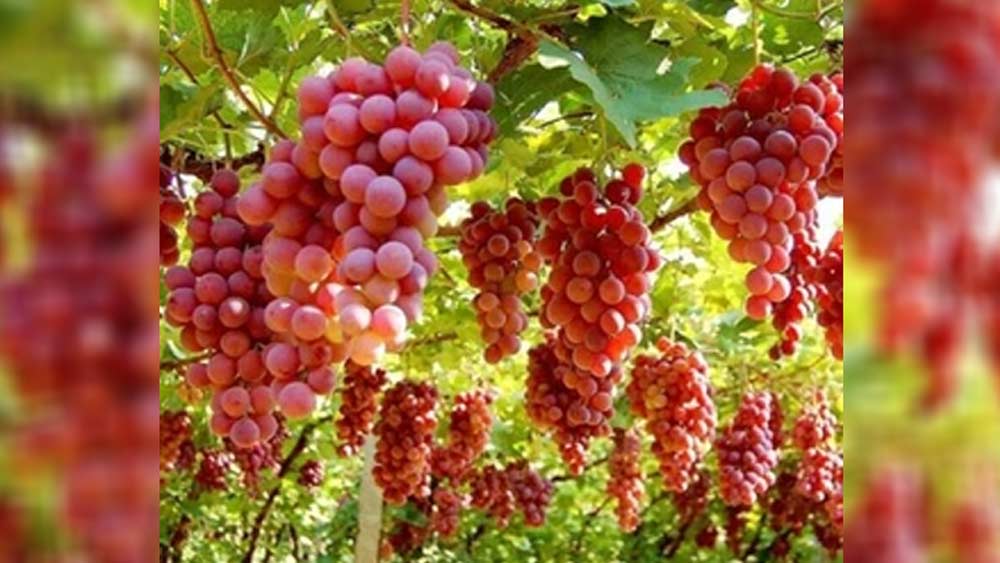 সহজলভ্য হওয়াতেই আঙুরের বাজারদর নাগালের মধ্যেই থাকে। কিন্তু এই বিশেষ ধরনের আঙুরগুলির দাম শুনলে যে কেউ আঁতকে উঠবেন। এক একটি বিক্রি হয় ৩৫ হাজার টাকায়! এই আঙুরগুলি এত দামি কেন?