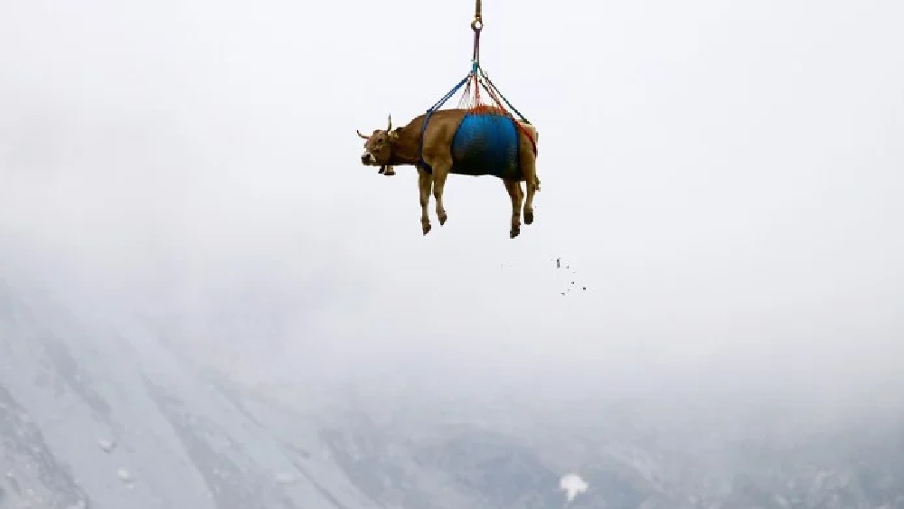 গুহার ভিতরে বহু পশু পাখির মৃতদেহ পড়েছিল। গন্ধটি তার থেকেই তৈরি হয়েছে বলে প্রাথমিক অনুমান গুহা বিশেষজ্ঞদের। তাঁরা জানিয়েছেন, গন্ধটি পচনের নয়। অসহনীয়ও নয়। গন্ধের কারণ জানতে মৃত পশুপাখির দেহগুলি  সংগ্রহ করে এনেছেন তাঁরা। আর এনেছেন গুহার মাটি, পাথর, বৃষ্টির জমা জলের নমুনা।