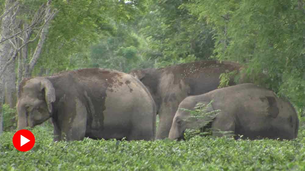 কাঁঠালগুড়ি চা বাগানে হাতির দল। নিজস্ব চিত্র।