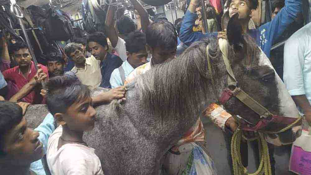 বৃহস্পতিবার ডায়মন্ডহারবার লোকালে ঘোড়া।