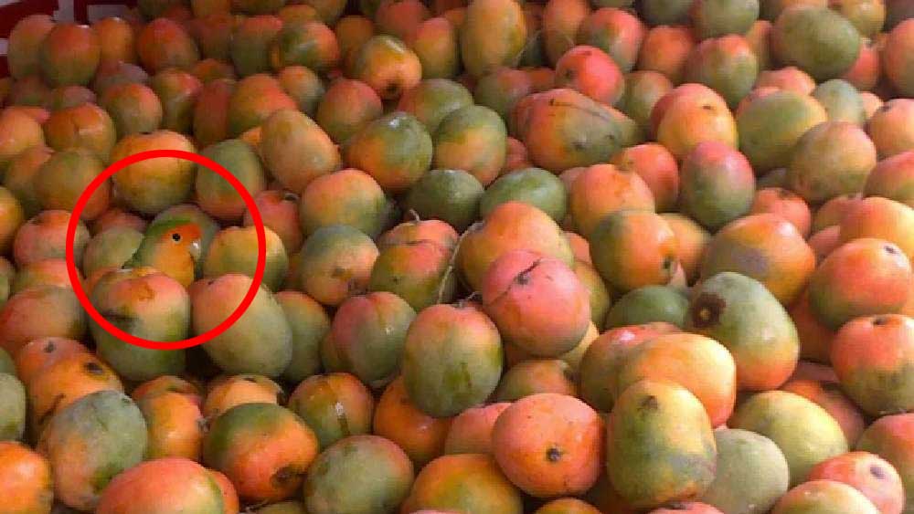 এই সেই টিয়া