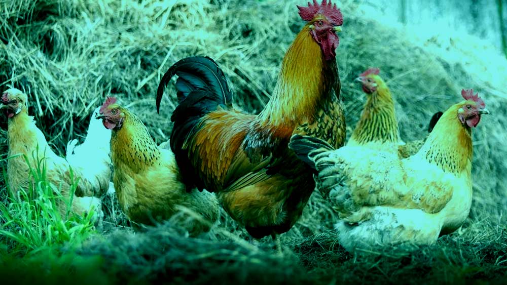 বিরোধীদের দাবি, বাড়িতে একাধিক জ্যান্ত মুরগি পুড়িয়েছেন তিনি। এক পাক সংবাদমাধ্যমের দাবি, বাডি়তে কয়েক টন মুরগি পুড়িয়েছেন তিনি।  কিন্তু তাতেও স্বামীর গদি রক্ষা করা সম্ভব হয়নি। কোনও বিশেষ শক্তিকে জাগাতে গেলে জীবন্ত প্রাণী উৎসর্গের বিষয়টি অবশ্যই অতি প্রাচীন জাদু-বিশ্বাস। পিঙ্কি পিরনি কি সেই প্রাচীন বিদ্যা প্রয়োগ করে স্বামীর গদি বাঁচাতে তৎপর হয়েছিলেন?