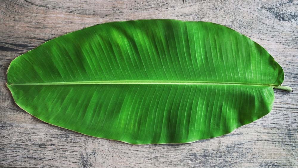 কলাপাতা একটি গুরুত্বপূর্ণ অ্যান্টিঅক্সিডেন্ট যা কোষের ক্ষতি প্রতিরোধ করতে সাহায্য করে।