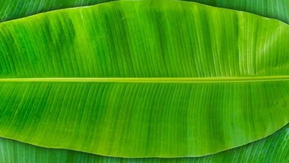 এ ছাড়াও কলাপাতা (প্লাস্টিক ব্যবহার করা হয় এমন সব থালার থেকে তো বটেই) অনেক বেশি পরিবেশ বান্ধব। কলাপাতার বাইরে মোমের মতো এক বিশেষ আবরণ থাকে যা ধুলোবালি ও ময়লা ভিতরে ঢোকা থেকে পাতাগুলিকে অনেকটাই সুরক্ষিত রাখে।