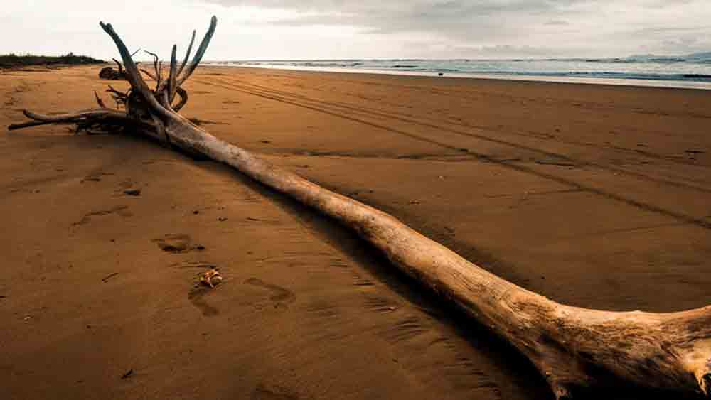 জীবনের মতো মৃত্যুর পরও একা ছিলেন এলমার। কোনও আত্মীয় তাঁর মৃতদেহ দাবি করতে আসেননি। তবে তাঁর মৃতদেহের দায়িত্ব নেন মর্গের প্রধান জোসেফ এল জনসন।