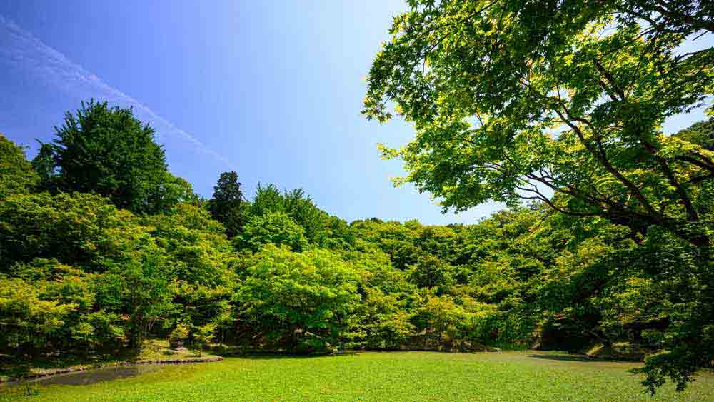 অনেক হাত বদলে অবশেষে এলমারের ঠাঁই হয় ‘ল্যাফ ইন দ্য ডার্ক’ নামক বিনোদন পার্কে। সেখানে ‘দ্য থাউজেন্ড ইয়ার ওল্ড ম্যান’ নাম দিয়ে একটি গাছে ফাঁস লাগিয়ে ঝোলানো হয় তাঁর দেহ। এমনকি কালো রঙ দিয়েও তাঁর শরীর ঢেকে দেওয়া হয়।