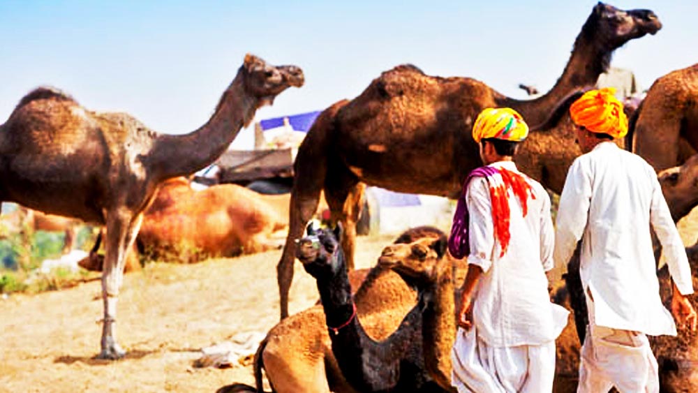অধুনা পাকিস্তানের পিঠাপুর গ্রামে রবারী পরিবারে জন্ম রণছোড়দাসের। যাযাবর সম্প্রদায়ের সেই পরিবারের সদস্যরা উট ও গবাদি পশু পালন করে রুজিরোজগার করতেন। দেশভাগের পর পাক সীমান্তের ওই গ্রাম থেকে এ দেশে চলে আসেন রণছোড়দাসরা।
