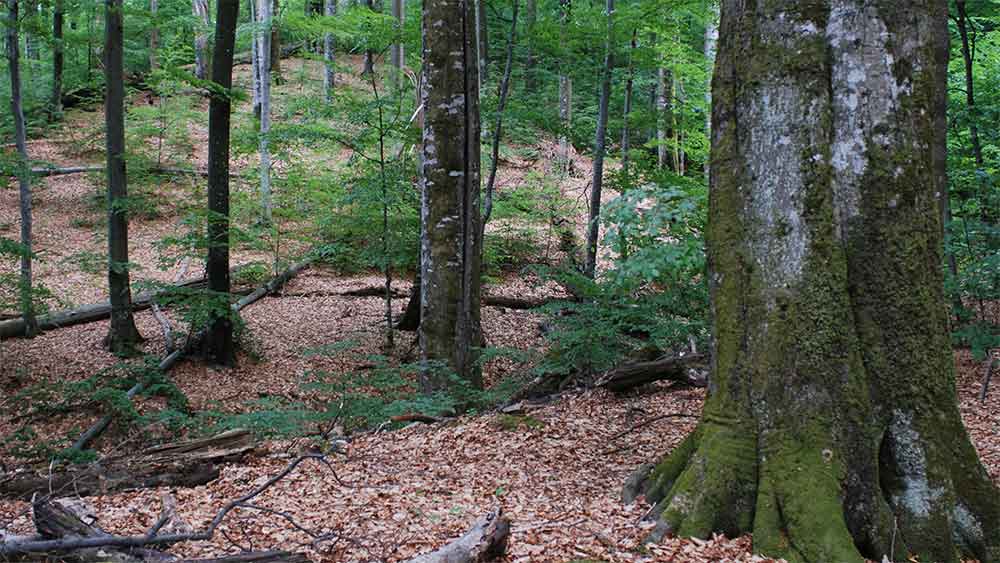 দিন কয়েকের বন্দিদশার পর ওই নিরাপত্তারক্ষীদের মুক্তি দেওয়া হয়েছিল বলে দাবি। তবে তাঁদের জঙ্গলে পাঠিয়ে দেওয়া হয়। কোনও রসদ ছাড়াই জঙ্গলের ভিতর দিয়ে হাঁটতে হাঁটতে কিভের নিরাপদ আশ্রয়ে পৌঁছন ওই রক্ষীরা। সেখান থেকেই আন্দ্রের সঙ্গে যোগাযোগ করেন তাঁরা।