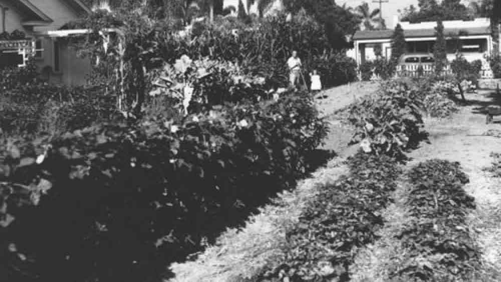 স্বামী যখন এতটাই ব্যস্ত, তখন নিঃসন্তান কাদম্বরী বাড়ির তেতলার ছাদে বাগান করা, পশুপাখি পালন করায় নিজেকে ব্যস্ত রেখেছেন। 