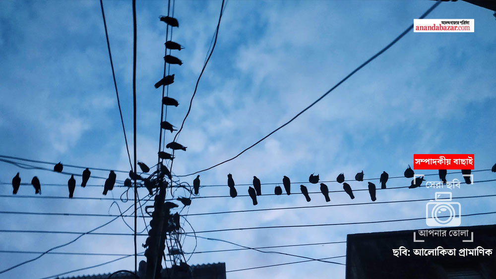 ছবি: আলোকিতা প্রামাণিক।