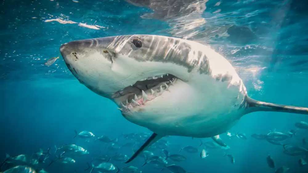 সমুদ্রের তলের দৃশ্য তোলার জন্য একটি ক্যামেরা রেখে এসেছিলেন এক ডুবুরি চিত্রগ্রাহক। সেই ক্যামেরা গিলে ফেলল ‘টাইগার শার্ক’ বা ‘টাইগার হাঙর’!