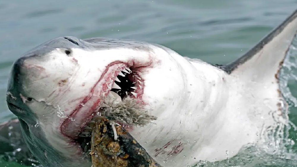 তার পর কী হল, সেই গল্পে যাব। কিন্তু তার আগে দেখে একটু ছানবিন করা যাক, এই বিশেষ প্রজাতির হাঙরটি নিয়ে।