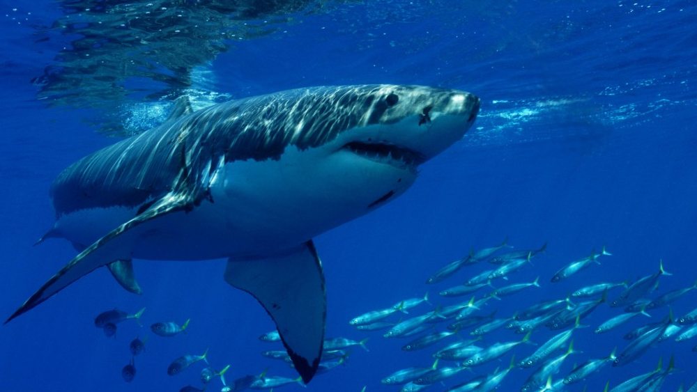 রিকুয়েম হাঙরের একটি প্রজাতি টাইগার হাঙর বা টাইগার শার্ক। বিজ্ঞানসম্মত নাম ‘গ্যালিওসারডো কুভিয়ার’।