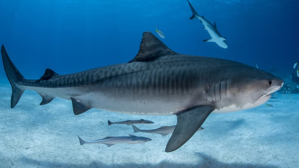 গ্রীষ্মমণ্ডলীয় এবং নাতিশীতোষ্ণ অঞ্চলের সমুদ্রে দেখতে পাওয়া গেলেও এদের সব থেকে বেশি দেখতে পাওয়া যায় মধ্য প্রশান্ত মহাসাগরীয় দ্বীপের চারপাশে। 