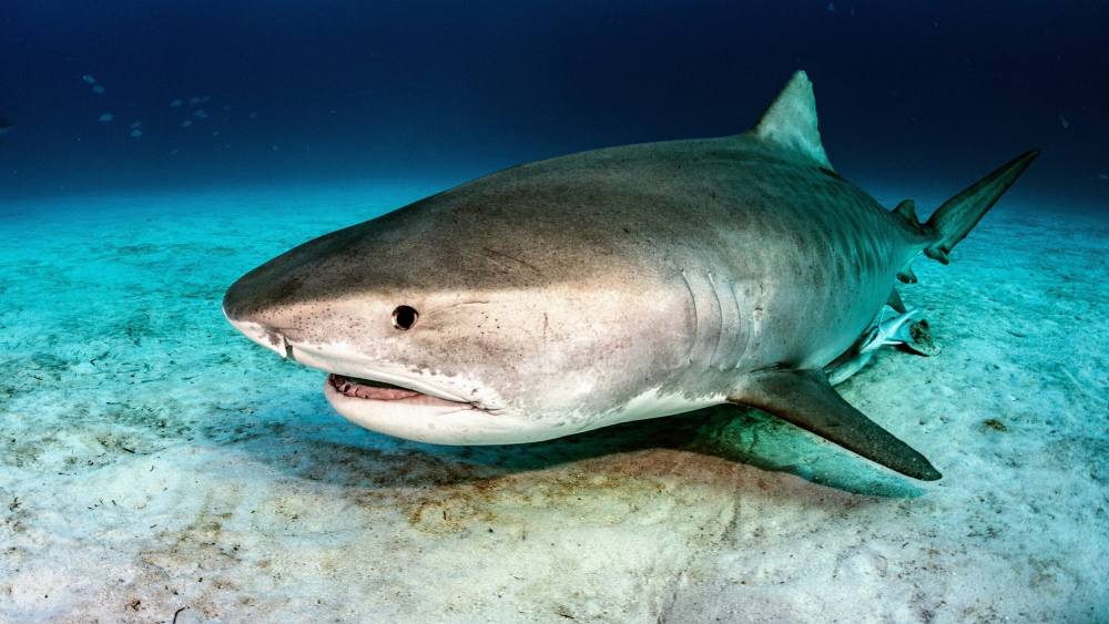 এই হাঙরের পেটের দু’পাশে বাঘের মতো ডোরা কাটা দাগ থাকার কারণে এদের টাইগার হাঙর বলা হয়। কিন্তু বয়স বাড়ার সঙ্গে সঙ্গে এই দাগ অদৃশ্য হতে থাকে।