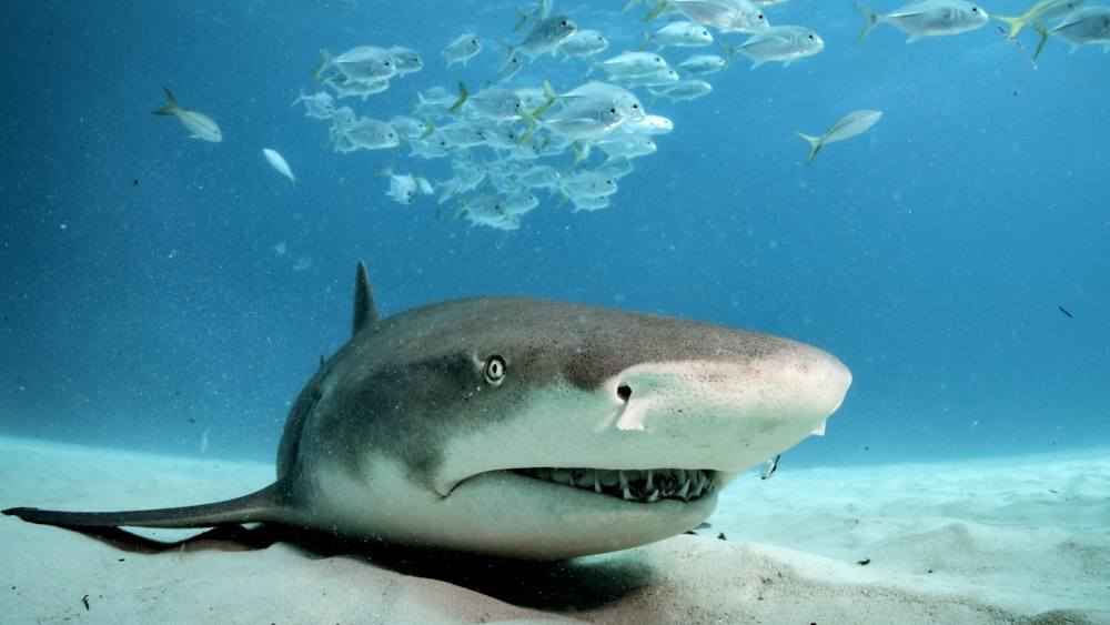 দল বেঁধে থাকা একেবারেই না-পছন্দ টাইগার হাঙরের। একা একা নিশ্চুপে শিকার করতে ভাল বাসে। এই হাঙরের খাদ্য তালিকায় রয়েছে মাছ, সিল মাছ, স্কুইড, কচ্ছপ, সামুদ্রিক সাপ, ডলফিন এবং এমনকি অন্যান্য ছোট হাঙ্গরও। 