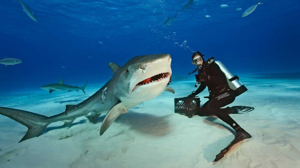 তবে সম্প্রতি ইনস্টাগ্রামে প্রকাশ পাওয়া একটি ভিডিওয় ধরা পড়েছে, কী ভাবে এক ডুবুরির রেখে আসা ক্যামেরা পেটে পুরল এক টাইগার শার্ক। 