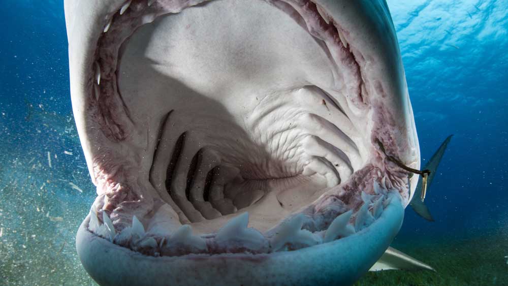 তবে গলাধঃকরণ করার পরও বিশেষ সুবিধা করতে না পেরে অবশেষে এই ক্যামেরা উগরে দিতে বাধ্য হয় ‘বাঘ’ হাঙর বাবাজি।