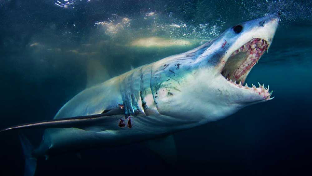 ‘জিমি দ্য কি়ড’ নামে এক ইনস্টাগ্রাম অ্যাকাউন্ট থেকে এই ভিডিওটি শেয়ার করা হয়েছে। হাজার হাজার মানুষ এই ভিডিওটি দেখেছেন এবং মন্তব্য করেছেন।