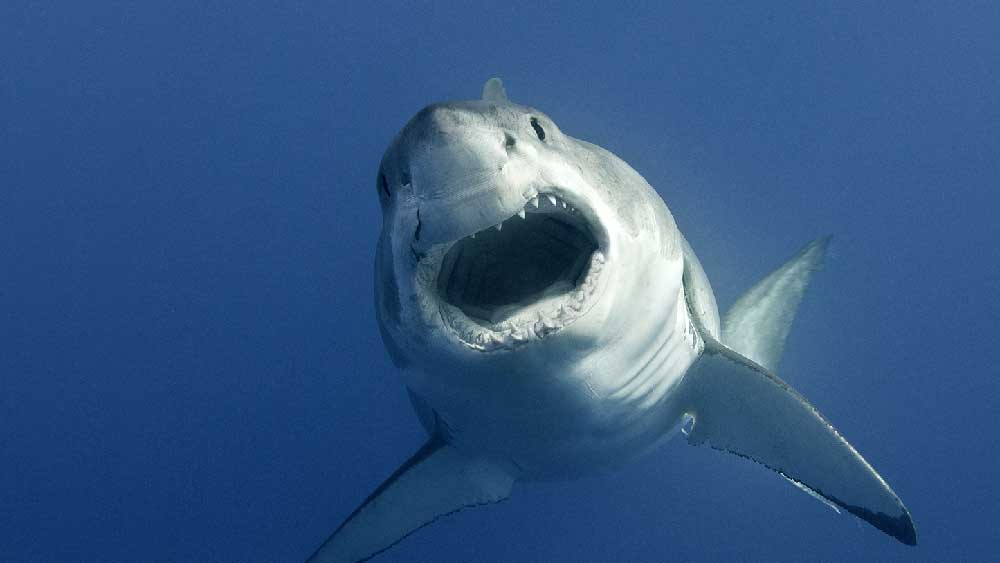 ছবিতে দেখা যাচ্ছে জলের তলায় ক্যামেরাটি দেখে কৌতূহলী হয়ে এটির দিকে এগিয়ে আসে হাঙরটি।