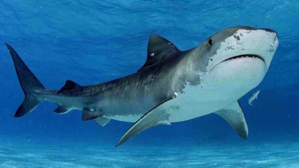 কাছে এসে ক্যামেরাটিতে কামড় বসায় হাঙরটি। বাগে আনতে না পেরে ক্যামেরাটি গেলারও চেষ্টা করে এই হাঙর।