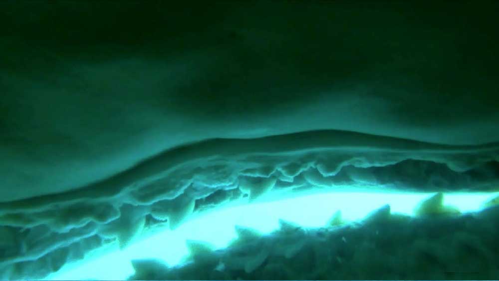 তখনই ক্যামেরায় ধরা পড়ে হাঙরের পেটের ভিতরের দৃশ্য। সেই ছবি দেখতে পেয়ে উচ্ছ্বাস প্রকাশ করেছেন নেটাগরিকরাও।