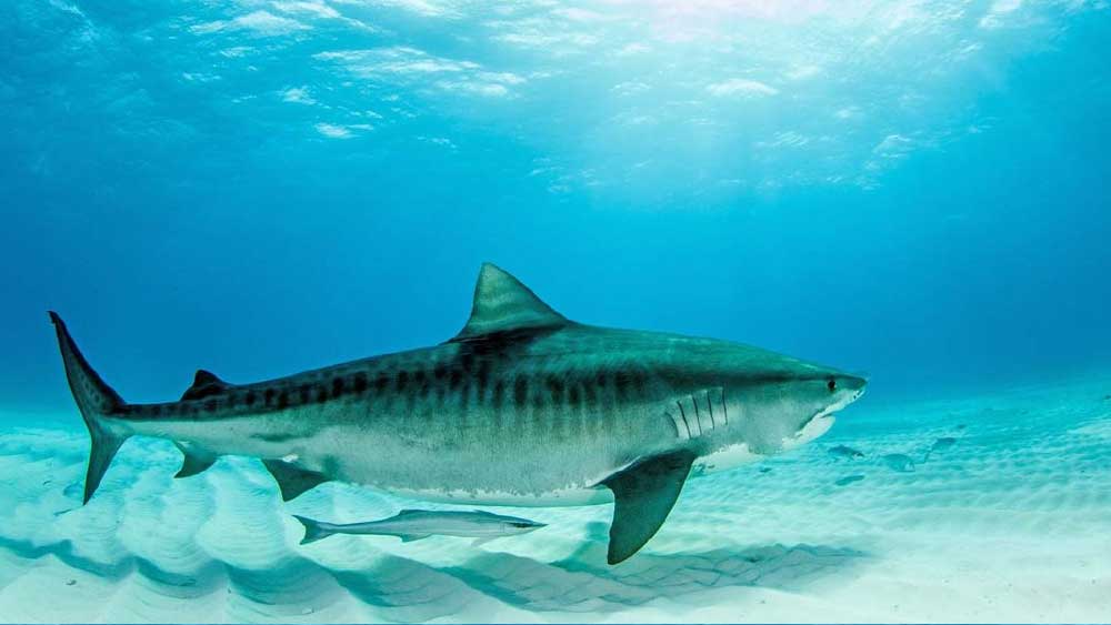 তবে কয়েক সেকেন্ড পেটের ভিতরে রাখার পরই ‘বিস্বাদ খাবার’টি বের করে দেয় হাঙরটি।