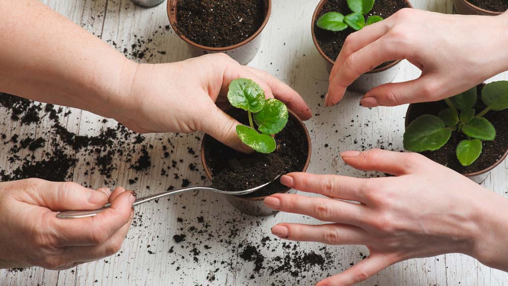 এসি ছাড়াও ঘর ঠান্ডা রাখার বেশ কয়েকটি উপায় রয়েছে। অন্দরসজ্জায় এখন গাছ লাগান অনেকেই। বেশ কিছু গাছ রয়েছে যেগুলি শুধু অন্দরসজ্জা নয় ঘর ঠান্ডা রাখতেও সহায়তা করতে পারে। অ্যালো ভেরা, বস্টন ফার্ন, স্নেক প্লান্ট, উইপিং ফিগ, অ্যারিকা পাম ইত্যাদি উদ্ভিদ ছোট টবে করে ঘরে রাখলে ঘর ঠান্ডা থাকে। পাশাপাশি ঘরের বাতাসকেও শুদ্ধ করে এই গাছগুলি।